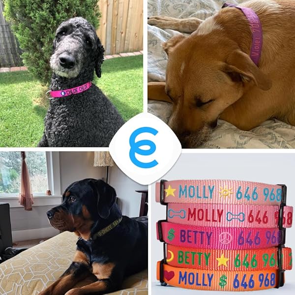 Blueberry Pet Essentials Personalized Adjustable Dog Collars for Small Dogs with Name Tag Embroidered in Royal Blue - Image 7