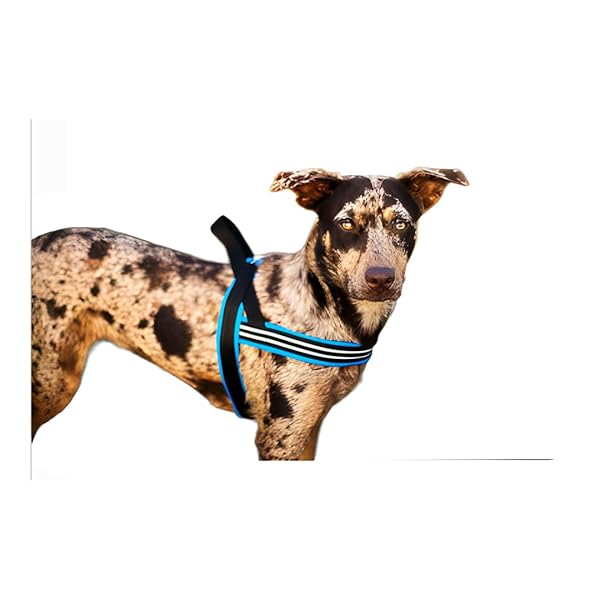 ComfortFlex Sport Dog Harness Lightweight Adjustable No-Choke No-Pull Reflective Padded Design for Active Dogs Small Blue Jay Made in USA