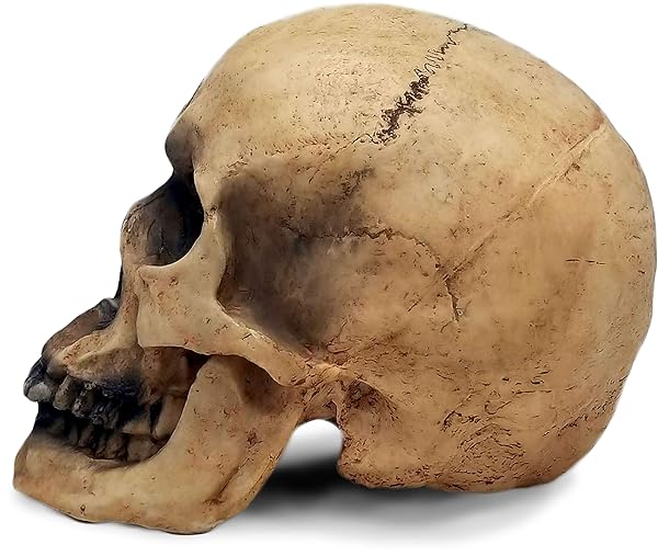 "DWK 8" Faux Human Skull Decor - Gothic Halloween Decoration for Home & Office" - Image 3