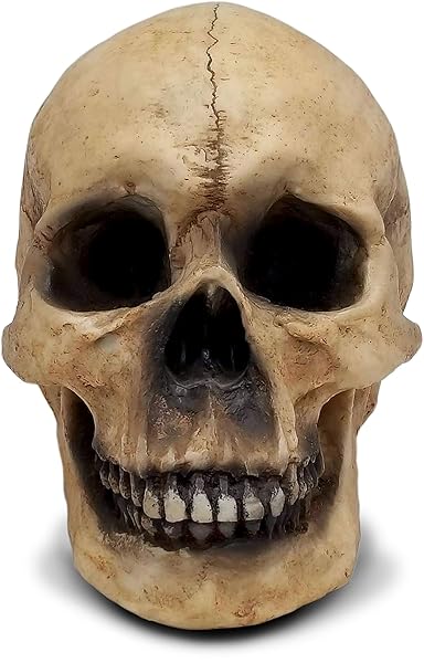 "DWK 8" Faux Human Skull Decor - Gothic Halloween Decoration for Home & Office"