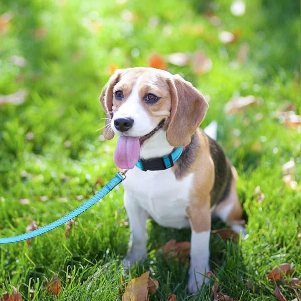 FunTags 6FT Reflective Dog Leash with Padded Handle for Large and Medium Dogs Sky Blue Training Walking Lead 1 Inch Wide - Image 6