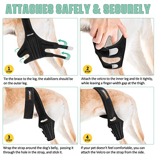Lyderpet Dog Knee Brace for Torn ACL and Luxating Patella Strong Support Easy to Use for Medium Dogs Back Leg Care - Image 7