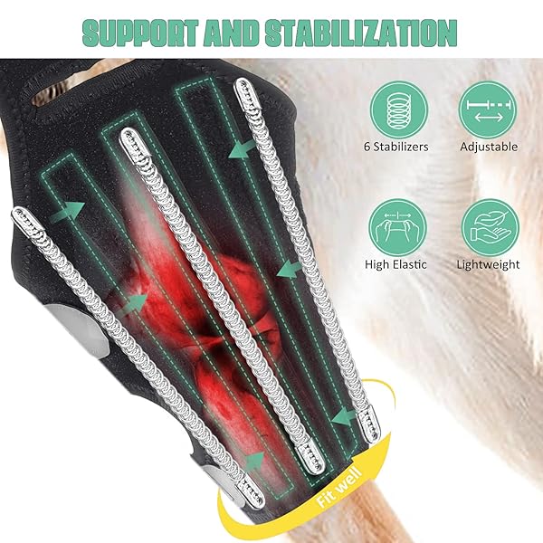 Lyderpet Dog Knee Brace for Torn ACL Rear Leg Support Reduces Joint Pain with Stabilizers for Large Dogs - Image 4