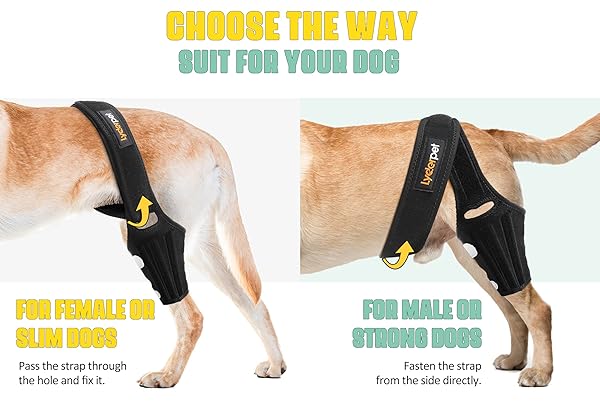 Lyderpet Dog Knee Brace for Torn ACL Rear Leg Support Reduces Joint Pain with Stabilizers for Large Dogs - Image 7