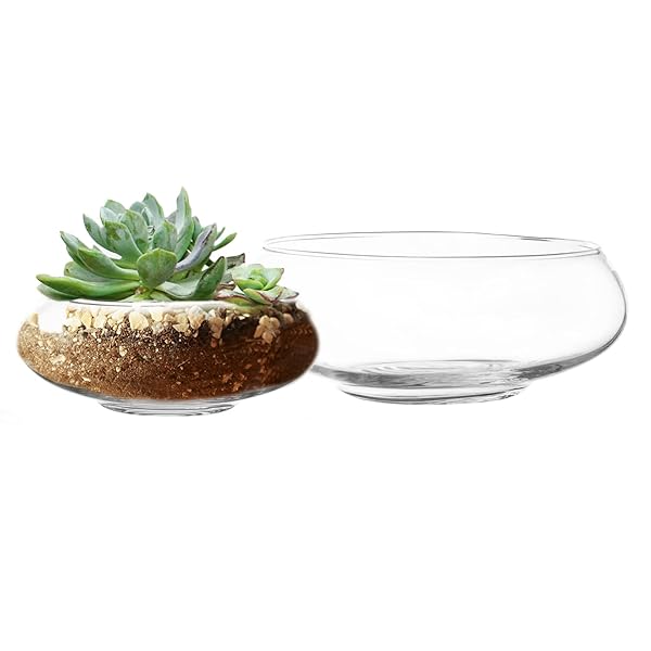 Royal Imports Glass Vase Set: Elegant Terrarium Planters for Succulents & Air Plants - Ideal Home & Wedding Decor - Image 2