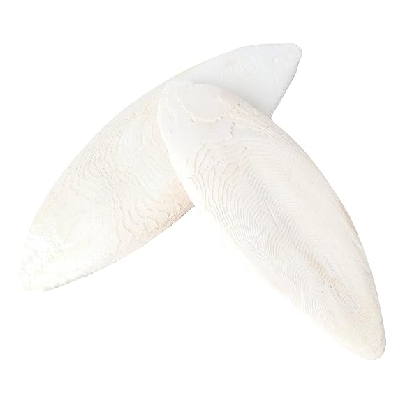 TEHAUX TEHAUX Natural Cuttlebone for Parakeets & Birds - Ideal Chewing Bone for Parrots, Cockatiels, Budgies & Conures