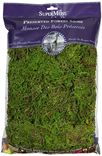 Buy SuperMoss Forest Moss 8oz - Fresh Green Preserved Moss for Crafts & Decor