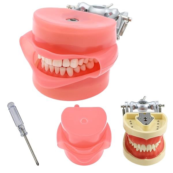 Dental Typodont Model for Teaching with Kilgore Nissin 32 Removable Teeth and Simulation Cheek Ideal for Study and Practice
