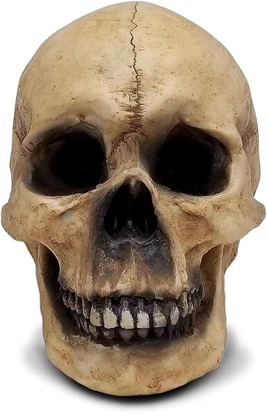 "DWK 8" Faux Human Skull Decor - Gothic Halloween Decoration for Home & Office"