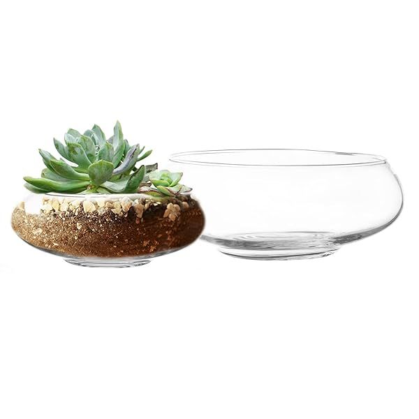 Royal Imports Glass Vase Set: Elegant Terrarium Planters for Succulents & Air Plants - Ideal Home & Wedding Decor
