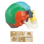 Life-Size Human Colored Skull Model: 3-Part Anatomical Study Tool for Medical Students
