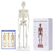 breesky Human Skeleton Model for Anatomy: 17 Human Skeleton Model with Movable Arms and Legs - Scientific Model for Study and Display