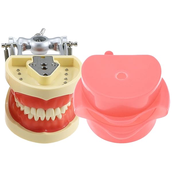 Dental Typodont Model for Teaching with Kilgore Nissin 32 Removable Teeth and Simulation Cheek Ideal for Study and Practice - Image 7