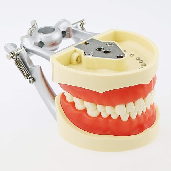 Dental Typodont Model for Teaching with Kilgore Nissin 32 Removable Teeth and Simulation Cheek Ideal for Study and Practice - Image 8